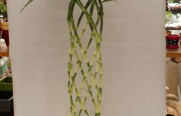 Bambu da Sorte – Grande