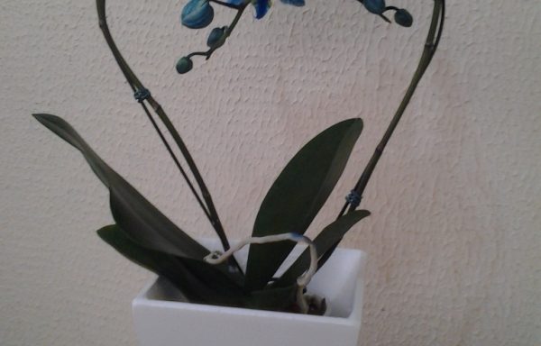 Orquí­dea Phalaenopsis Azul
