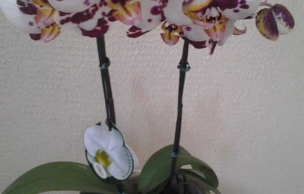 Orquí­dea Phalaenopsis Exótica
