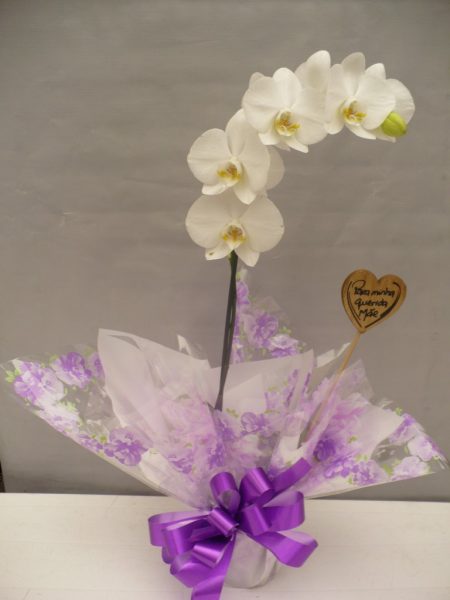 OrquÃ­dea Phalaenopsis