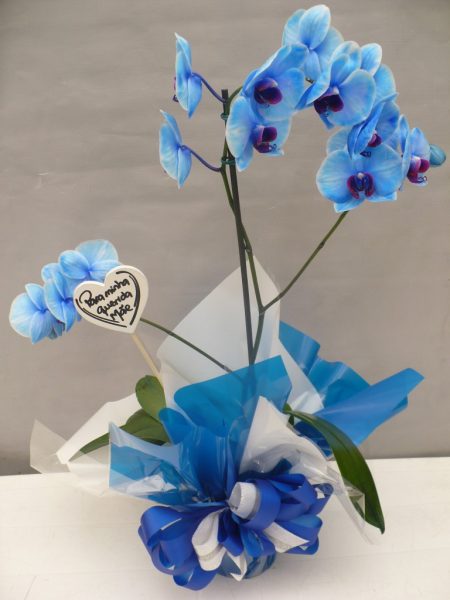 OrquÃ­dea Phalaenopsis Azul