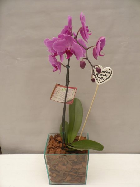 OrquÃ­dea Phalaenopsis com cachepot de vidro