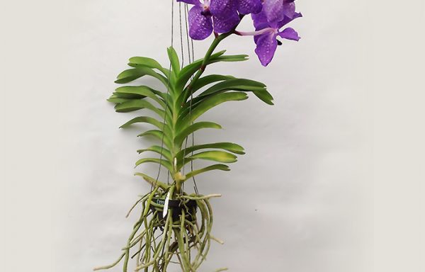 Orquí­dea Vanda