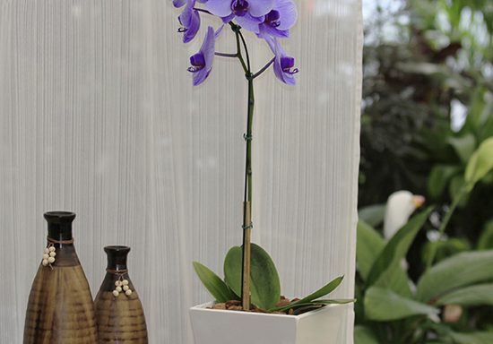 Orquí­dea Phalaenopsis