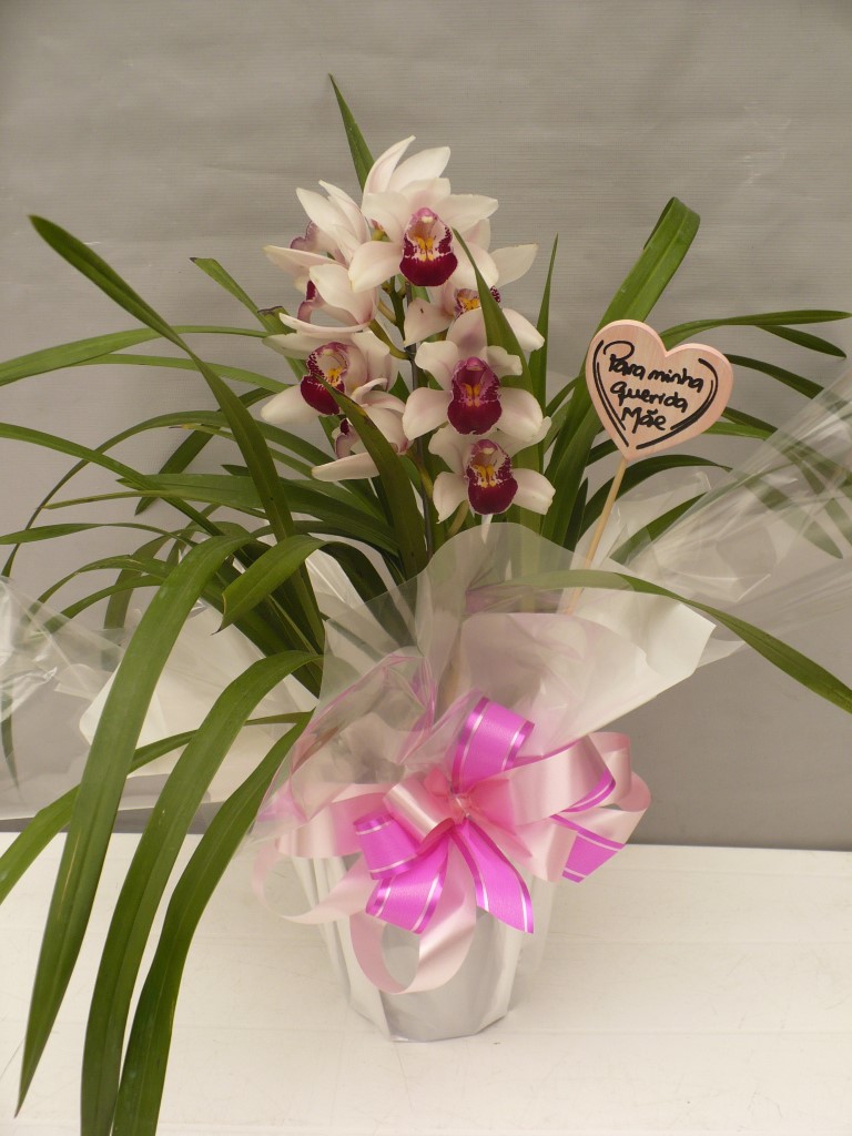 Orquídea Cymbidium -