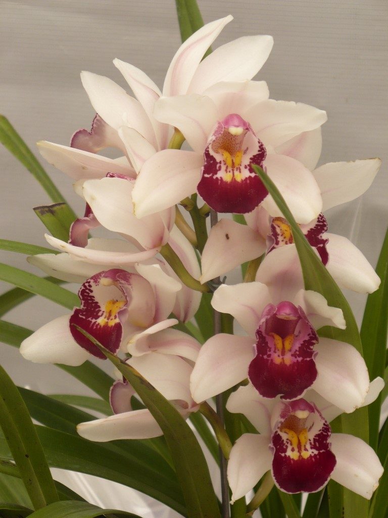 Orquídea Cymbidium -