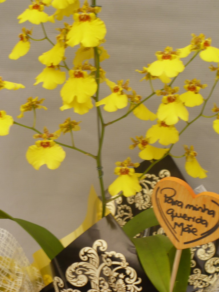Orquídea Chuva de Ouro -