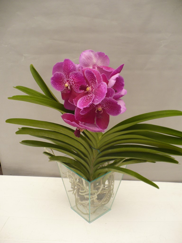 Orquídea Vanda -