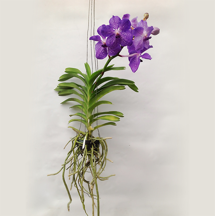Orquídea Vanda -
